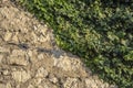 A wall of irregular carved stones covered with ivy in warm evening light Royalty Free Stock Photo