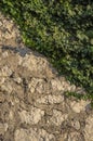 A wall of irregular carved stones covered with ivy in warm evening light Royalty Free Stock Photo