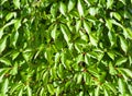 Wall with ivy as a background