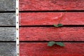 Wall with ivy