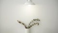 Wall lamp and dried eucalyptus branches with white wall