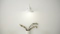 Wall lamp and dried eucalyptus branches with white wall