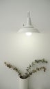 Wall lamp and dried eucalyptus branches with white wall