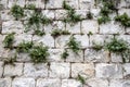 A wall of large blocks of Jerusalem stone with green grass