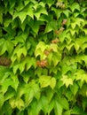 Wall of leaves