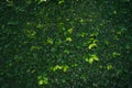 Wall leaves background