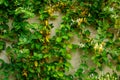 Wall with leaves of plants. front view