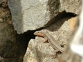 Wall Lezard sunbathing on rocks Royalty Free Stock Photo