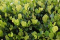 Wall of light green cocoplum leaves