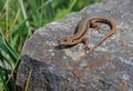 Wall lizard basking on a rock Royalty Free Stock Photo