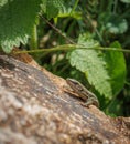 Wall lizard basking on a rock Royalty Free Stock Photo