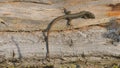 Wall lizard climbing on the wall Royalty Free Stock Photo