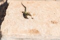 Wall lizard in Comino, Malta Royalty Free Stock Photo