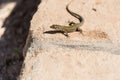 Wall lizard in Comino, Malta Royalty Free Stock Photo