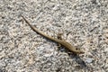 Wall lizard basking in the sun Royalty Free Stock Photo