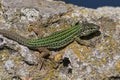 Ibiza Wall lizard Podarcis pityusensis Royalty Free Stock Photo