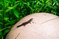 Wall Lizard Royalty Free Stock Photo