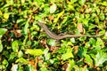 Wall lizard, podarcis muralis, on a green bush in Rovinj, Croatia Royalty Free Stock Photo
