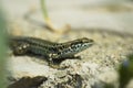 Wall lizard (Podarcis muralis) Royalty Free Stock Photo