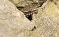 A Wall Lizard Podarcis muralis poking its head out of a stone wall. Royalty Free Stock Photo