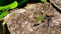 wall lizard Podarcis muralis standing in the sun on a sectioned tree trunk. about 15Ã¢â¬â20 cm long on average including tail Royalty Free Stock Photo