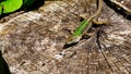 wall lizard Podarcis muralis standing in the sun on a sectioned tree trunk. about 15Ã¢â¬â20 cm long on average including tail Royalty Free Stock Photo