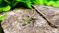 Wall lizard Podarcis muralis standing in the sun on a sectioned tree trunk. about 15Ã¢â¬â20 cm long on average including tail