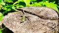 wall lizard Podarcis muralis standing in the sun on a sectioned tree trunk. about 15Ã¢â¬â20 cm long on average including tail Royalty Free Stock Photo