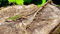 Wall lizard Podarcis muralis standing in the sun on a sectioned tree trunk. about 15Ã¢â¬â20 cm long on average including tail