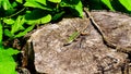 wall lizard Podarcis muralis standing in the sun on a sectioned tree trunk. about 15Ã¢â¬â20 cm long on average including tail