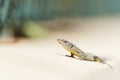 Wall Lizard Royalty Free Stock Photo