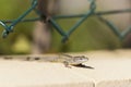 Wall Lizard Royalty Free Stock Photo