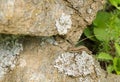 Wall Lizard on a rock Royalty Free Stock Photo