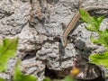 Wall lizard on a rock in the sun Royalty Free Stock Photo