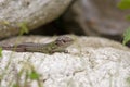 Wall lizard sitting on a rock Royalty Free Stock Photo