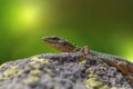 Wall lizard stone Royalty Free Stock Photo