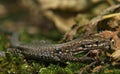 Wall lizard on a stone in nature Royalty Free Stock Photo