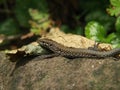 Wall lizard on a stone in nature Royalty Free Stock Photo