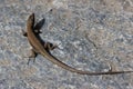 Curved young wall lizard