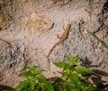 A wall lizard warming up in the morning sun