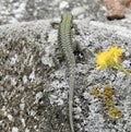 Wall lizzard on a rock