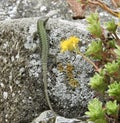 Wall lizzard on a rock