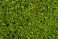 A wall of lush green foliage. Close-up of fragments. In the category of creative abstract background of exotics, screen saver, wa