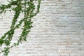 The wall is made of brick and then painted in white. There are creepers on the left wall. Royalty Free Stock Photo