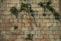 Wall made of large brick stones and green plants