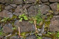 Plants growing among the stones