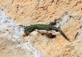 Wall or Malta lizard with nice color contrast Royalty Free Stock Photo