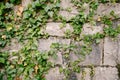 A wall of massive stone slabs with a green ivy plant. Royalty Free Stock Photo