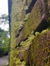 Wall moss