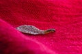 Wall moth larvae, found crawling up walls or clothing, inside a small cocoon, feed on fur including the wool of clothing,